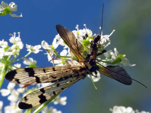 Panorpa communis
