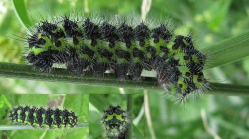 Saturnia pavonia