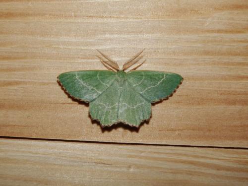 Thalera fimbrialis