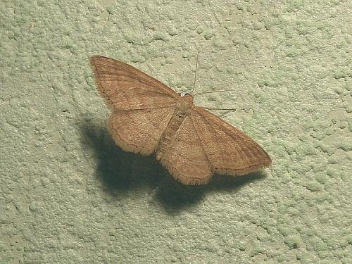 Idaea ochrata