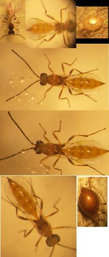 Réf. 72 451 : Aphidiinae inconnu