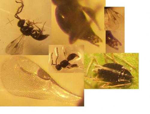 Megaspilinae