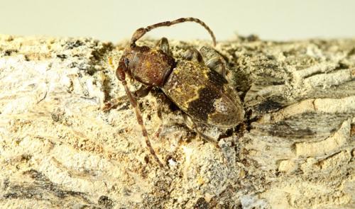 Parmena unifasciata
