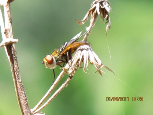 Réf. 72 851 : Ectophasia sp.