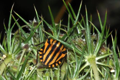 Réf. 72 764 : Graphosoma italicum