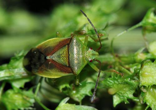 Elasmostethus sp.
