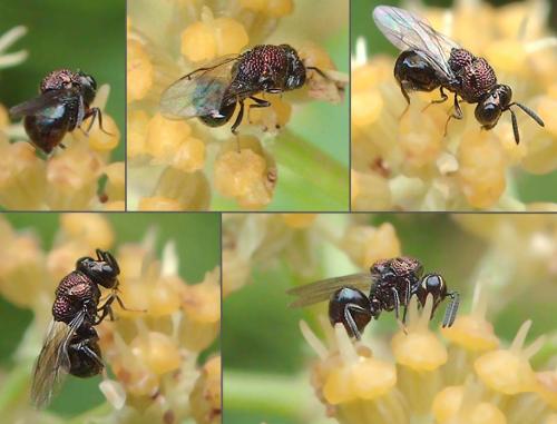 Perilampus sp.