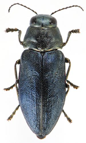 Réf. 72 075 : Phaenops cyanea