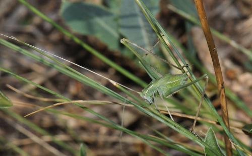 Tylopsis lilifolia