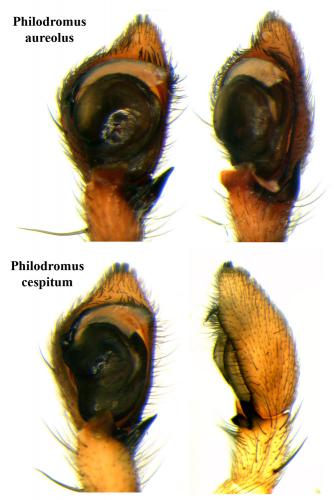 Philodromus sp.