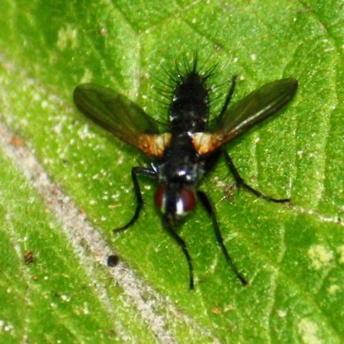 Phyllomya volvulus