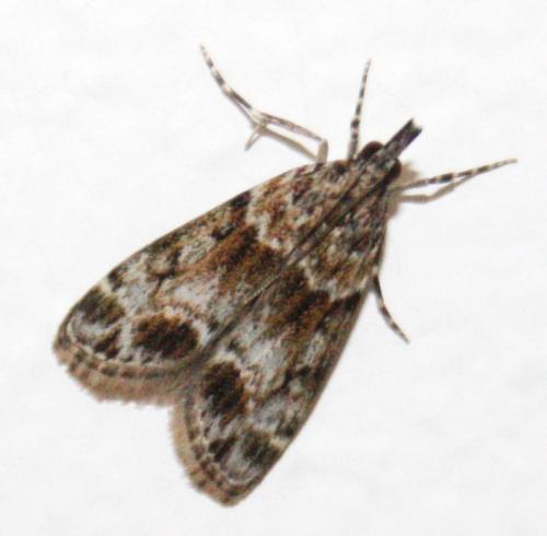 Eudonia mercurella