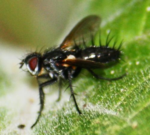 Phyllomya volvulus