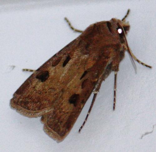 Réf. 72 877 : Agrotis exclamationis