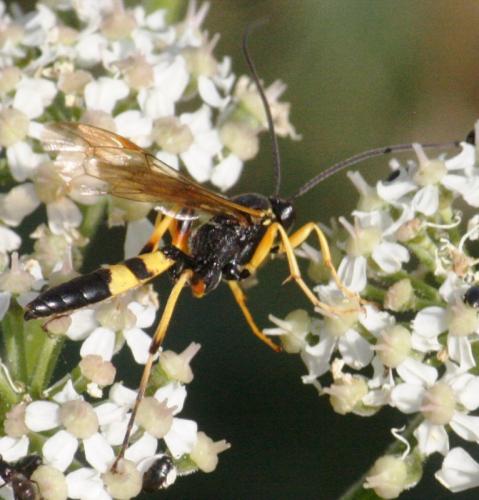 Réf. 72 943 : Diphyus quadripunctorius
