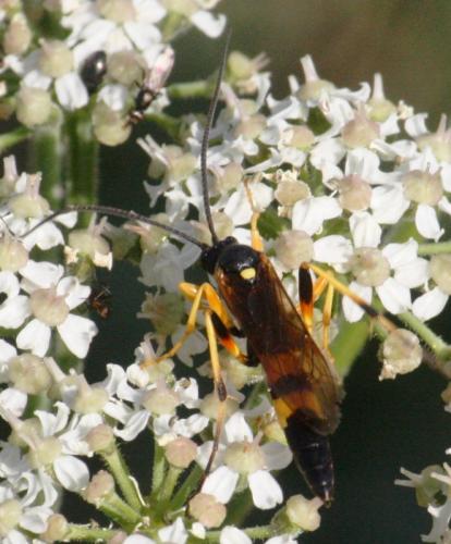 Réf. 72 944 : Diphyus quadripunctorius