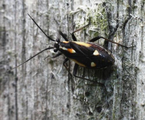 Capsodes sulcatus