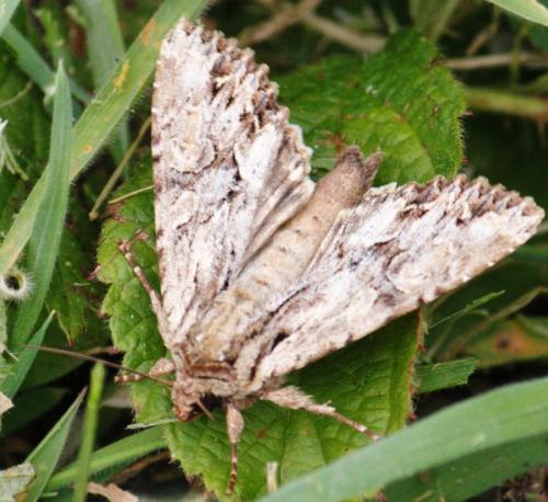 Apamea monoglypha