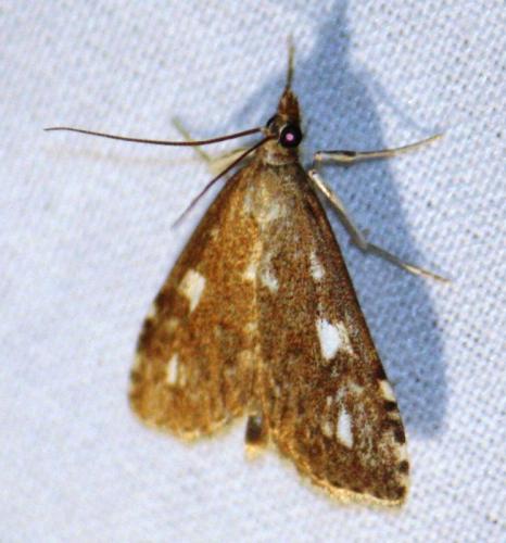 Réf. 72 174 : Udea olivalis