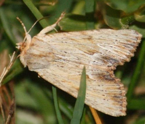 Réf. 72 175 : Apamea lithoxylaea