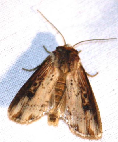 Réf. 72 168 : Axylia putris