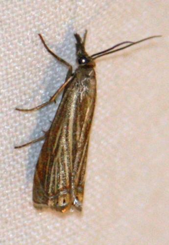 Réf. 72 173 : Chrysoteuchia culmella