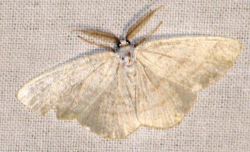 Cabera pusaria