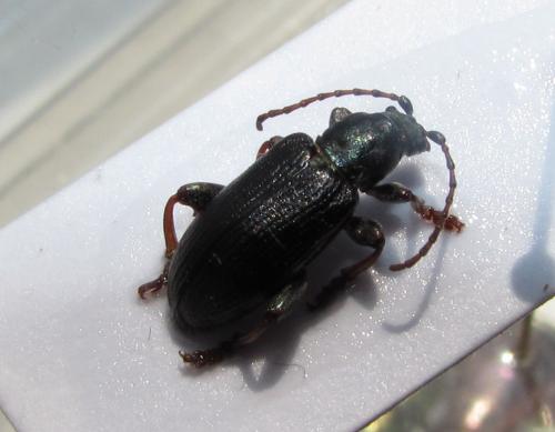 Réf. 72 390 : Plateumaris sp.