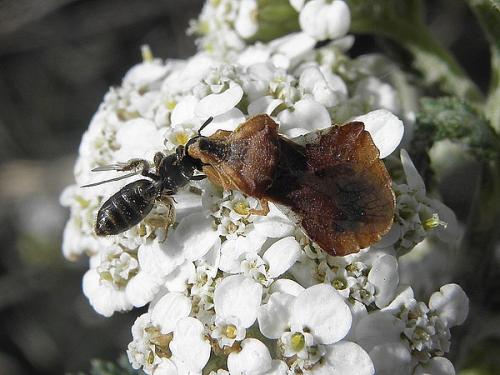 Réf. 72 213 : Phymata crassipes