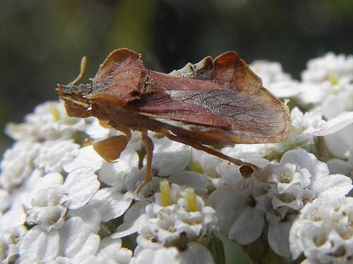 Réf. 72 216 : Phymata crassipes