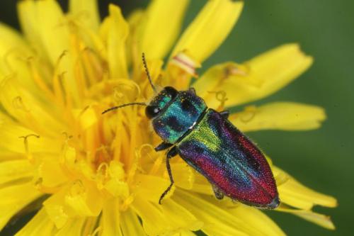Réf. 72 347 : Anthaxia midas