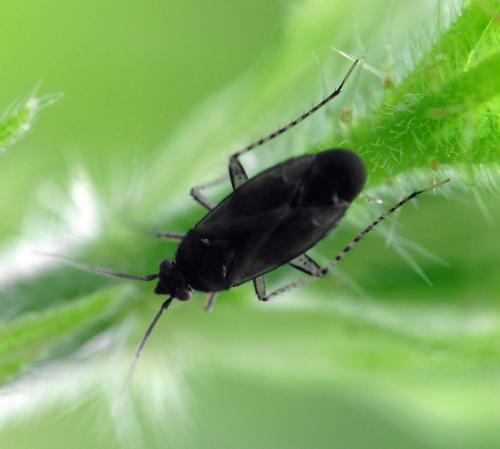 Plagiognathus arbustorum
