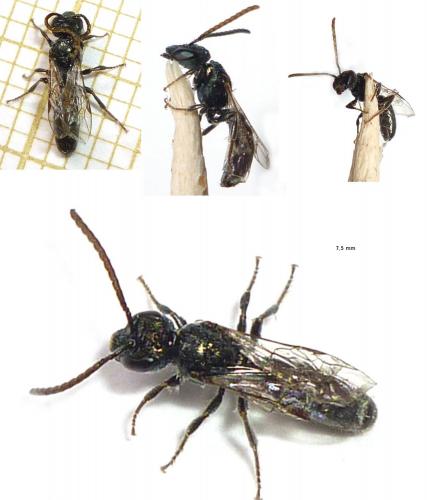Réf. 72 046 : Lasioglossum sp.