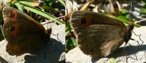 Erebia meolans