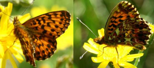 Boloria titania