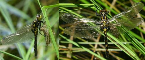 Leucorrhinia dubia