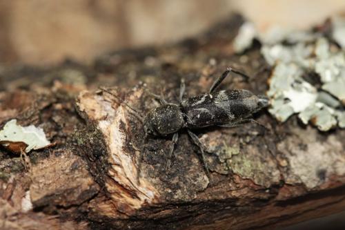 Réf. 72 081 : Pseudosphegesthes cinerea