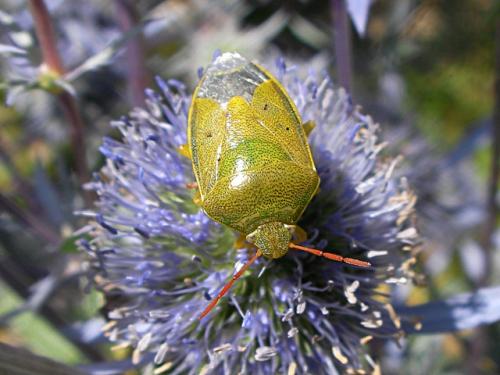 Réf. 72 152 : Piezodorus lituratus