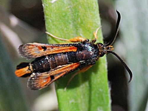 Réf. 72 332 : Pyropteron chrysidiformis