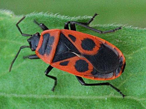 Réf. 72 097 : Pyrrhocoris apterus