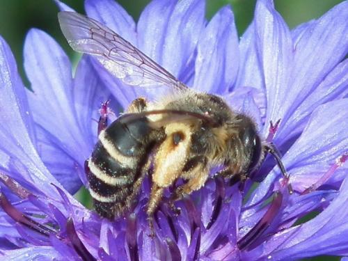 Andrena flavipes
