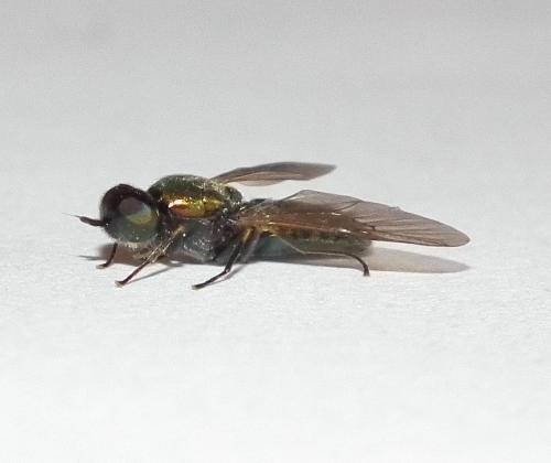Chloromyia formosa