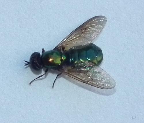 Réf. 72 699 : Chloromyia formosa