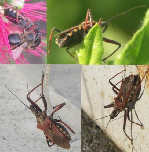 Rhynocoris erythropus