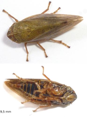 Aphrophora sp.