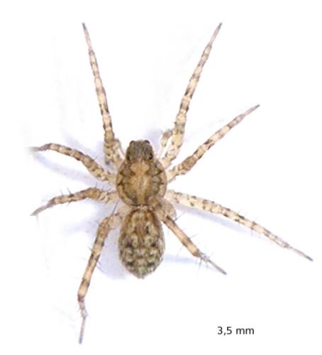 Pardosa sp.