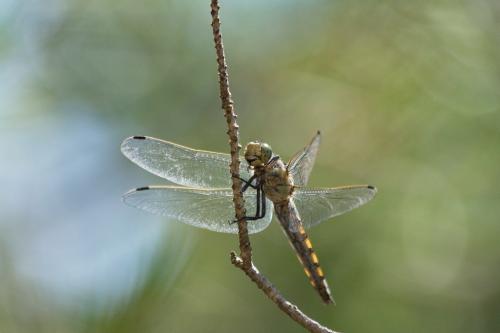 Orthetrum cancellatum