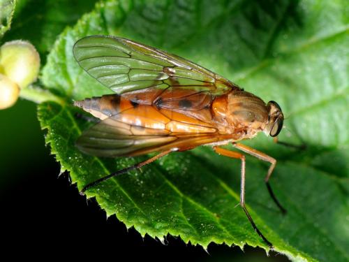 Réf. 72 750 : Rhagio tringarius