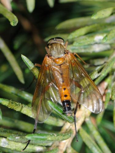 Réf. 72 752 : Rhagio tringarius