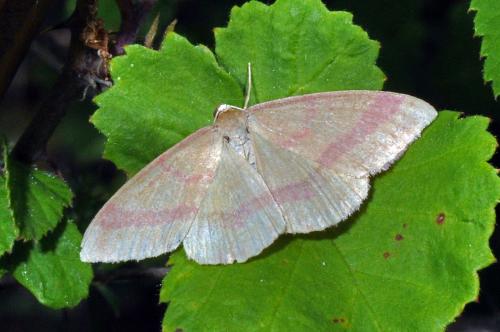 Réf. 72 009 : Rhodostrophia calabra
